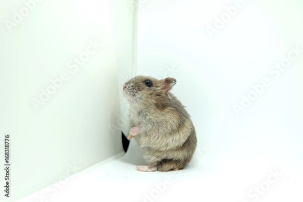 Obraz A fluffy winter white hamster standing isolated on white background