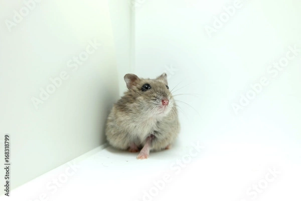 Obraz A fluffy winter white hamster sitting isolated on white background