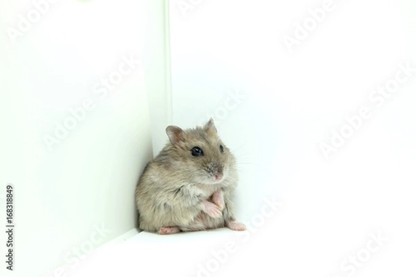 Obraz A fluffy winter white hamster sitting isolated on white background
