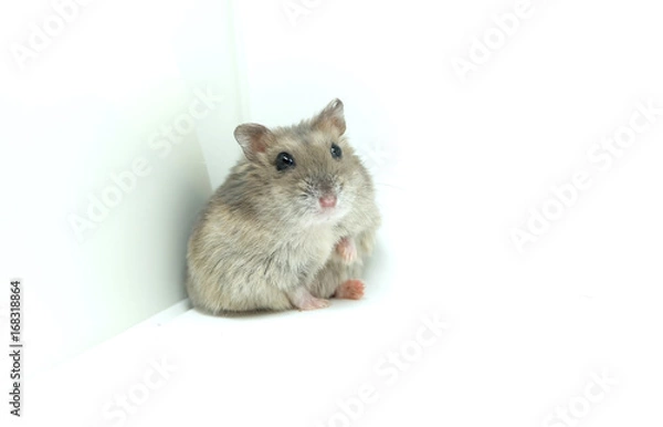 Fototapeta A fluffy winter white hamster sitting isolated on white background