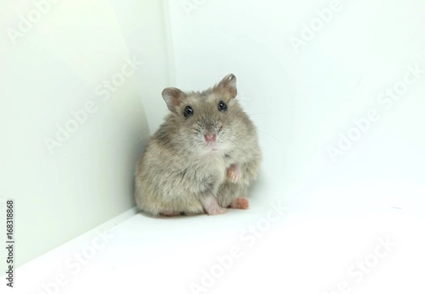 Fototapeta A cute winter white hamster sitting while looking at the camera isolated on white background