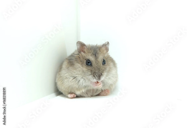 Obraz A fluffy winter white hamster cleaning hands while looking at the camera isolated on white background