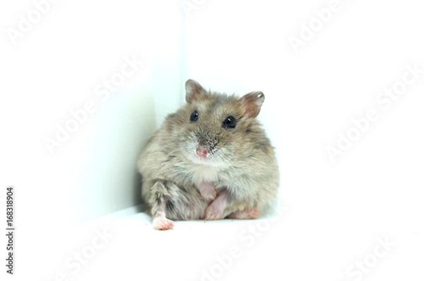 Fototapeta A fluffy winter white hamster sitting isolated on white background