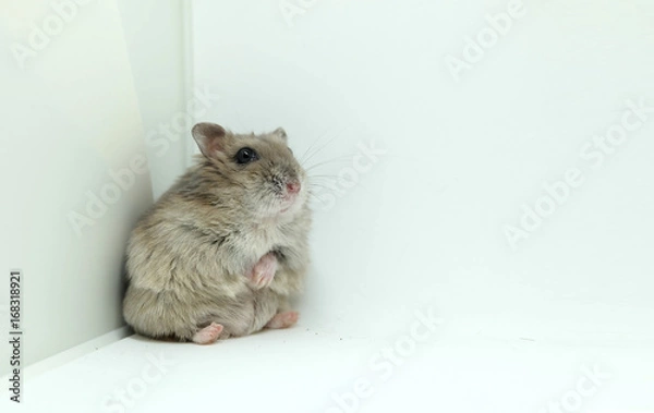 Obraz A tiny winter white hamster sitting isolated on white background