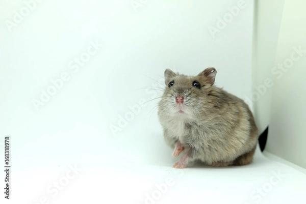Obraz A fluffy winter white hamster sitting isolated on white background