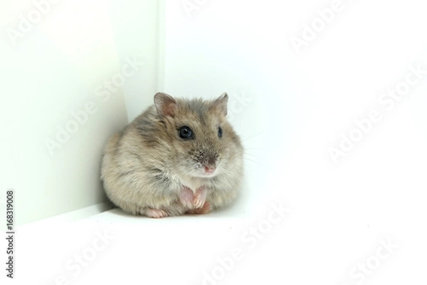 Fototapeta A chubby winter white hamster sitting while looking at the camera isolated on white background