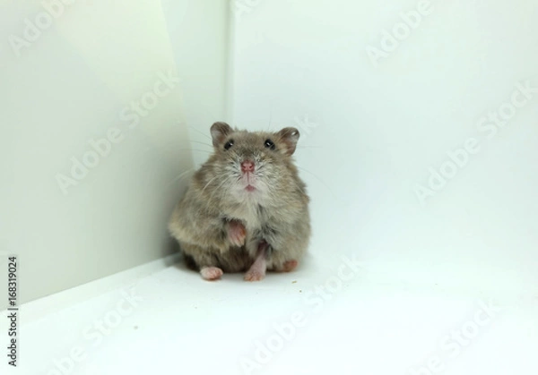 Obraz A fluffy winter white hamster sitting with one hand up isolated on white background