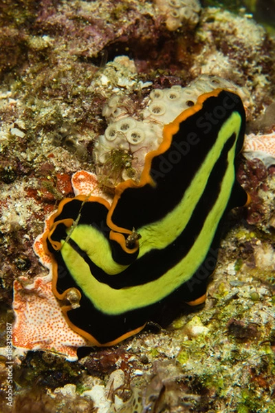 Obraz Kolorowe płazińce