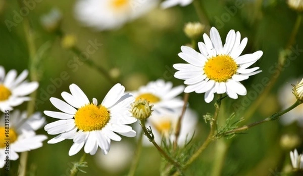 Obraz polne kwiaty rumianek