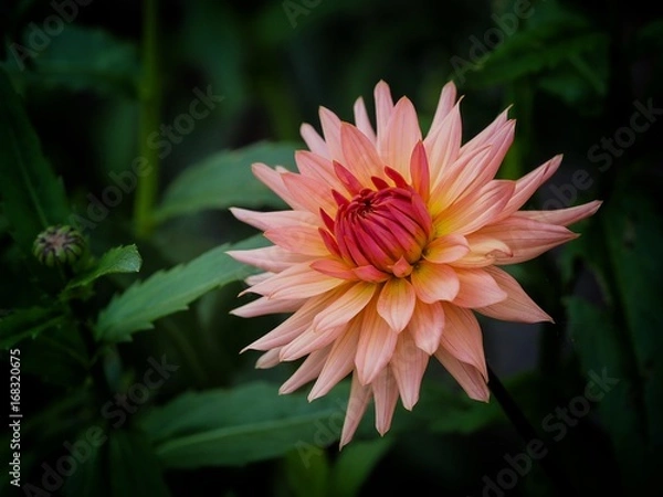 Fototapeta Chrysanthemum