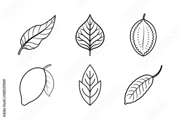 Obraz set of leaves vector