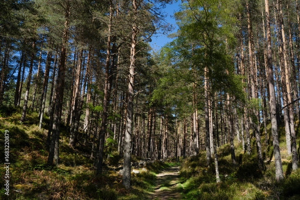 Fototapeta Hiking path through the forest of Cambus o'May in Scotland