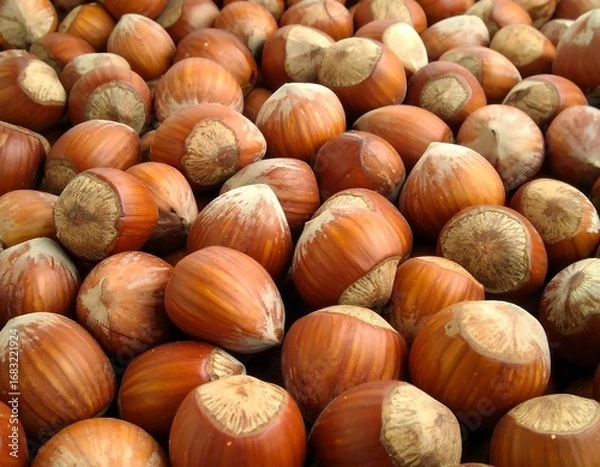 Fototapeta Close-up of many hazelnuts