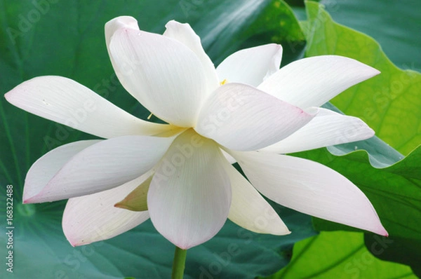 Fototapeta  blooming white lotus flower in summer pond with green leaves as background