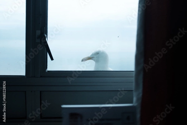 Obraz Seagull
