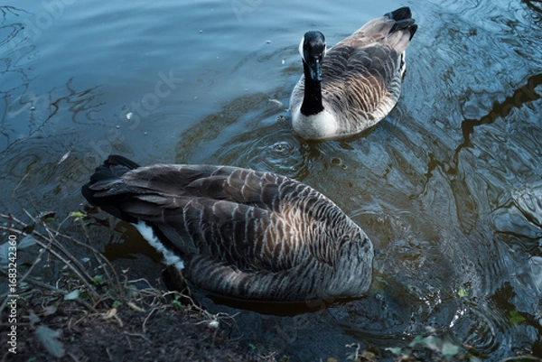 Obraz canada goose swimming