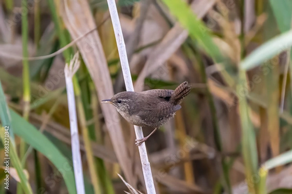Fototapeta Eurasian wren on a reed