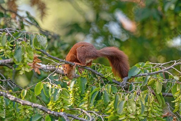 Fototapeta Red squirrel on a tree branch