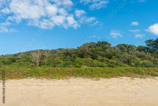 Fototapeta Restinga forest at Armação beach - Florianopolis island, Brazil