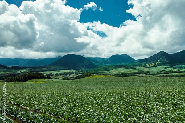 Fototapeta 嬬恋村の高原のキャベツ畑