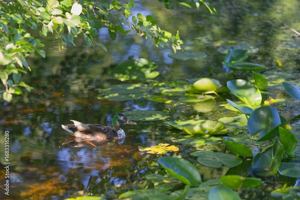 Obraz Ein Erpel auf einem Teich
