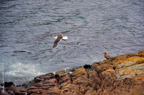Obraz seagull on rocks