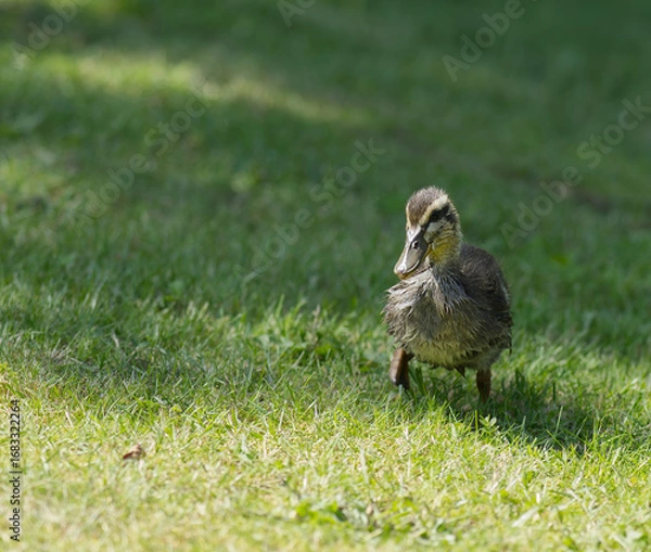 Obraz Entenküken auf einer Wiese