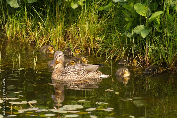 Obraz Entenmutter mit Küken im Teich