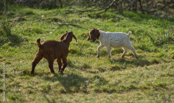 Obraz zwei Ziegenkinder auf einer Wiese