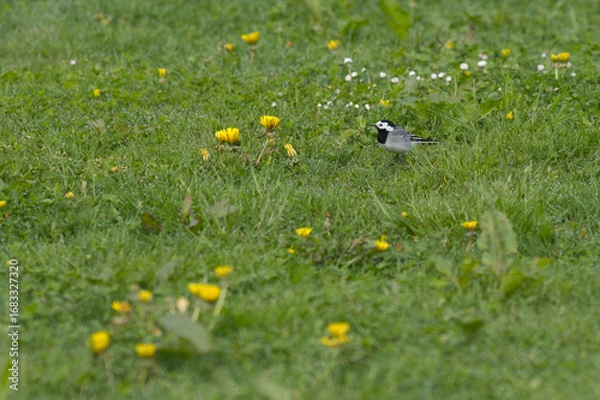 Obraz Bachstelze auf einer Wiese