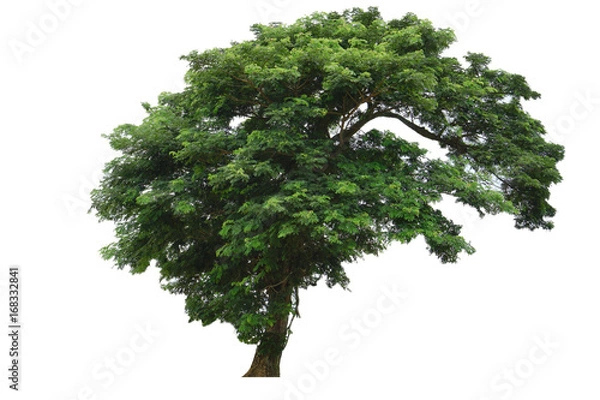 Obraz Tree isolated on white background
