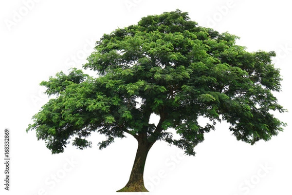 Obraz Tree isolated on white background