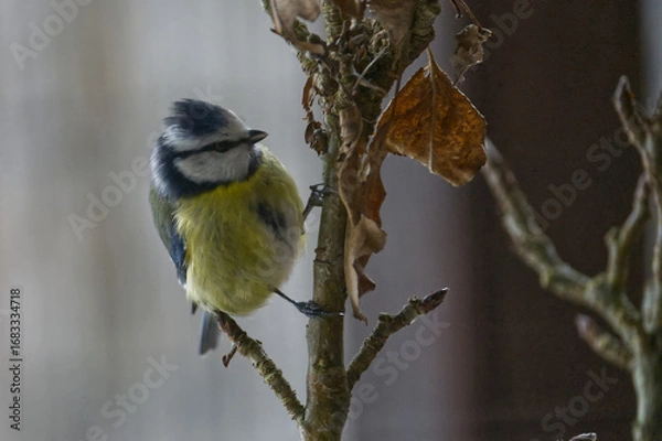 Obraz Blaumeise am Zweig