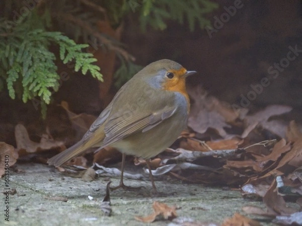 Obraz Rotkehlchen am Boden