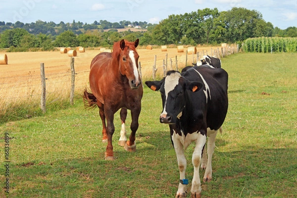 Fototapeta Vaches en baie du Mont Saint Michel