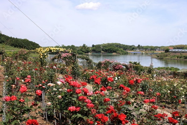 Obraz 満開のバラ園