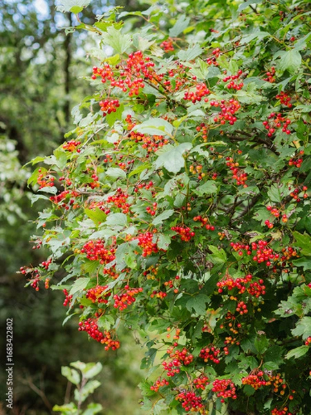 Fototapeta Viburnum shrub with red berries and green leaves