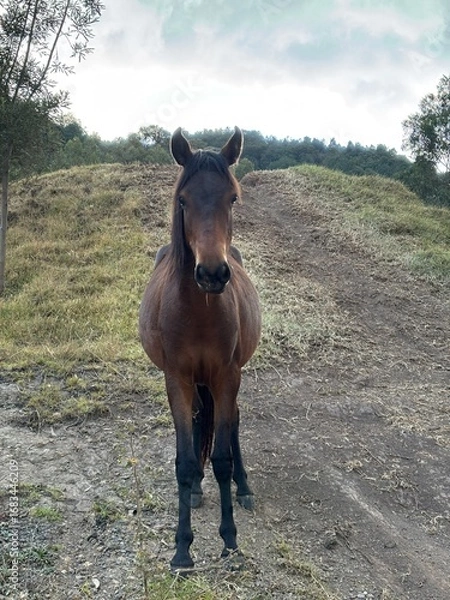 Obraz Yegua mira la cámara