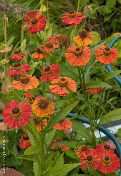 Fototapeta Helenium chelsea in red-orange shades in the garden.