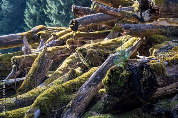 Fototapeta New live from molding trees