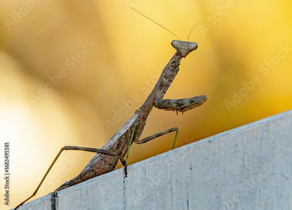 Fototapeta Closeup of a praying mantis perched on a white fence with golden background