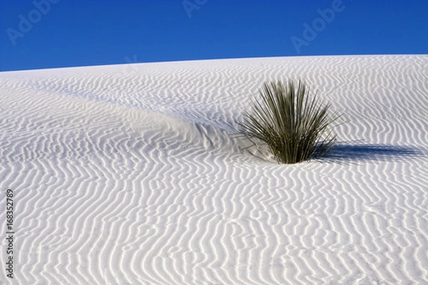 Obraz Rippled dune White Sands