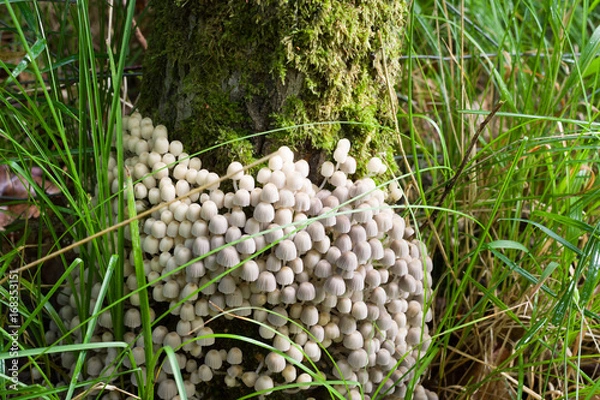 Obraz Crumble cap on trunk