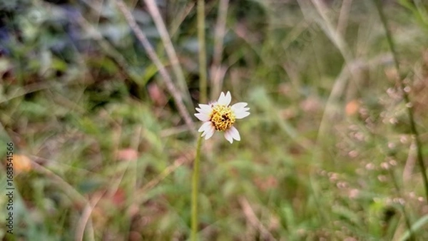 Fototapeta Tridax Daisy Tridax Procumbens Coatbuttons Wildflower with White Yellow Petals and Yellow Center Blooming Plant Used for Herbal Medicine Food and Research