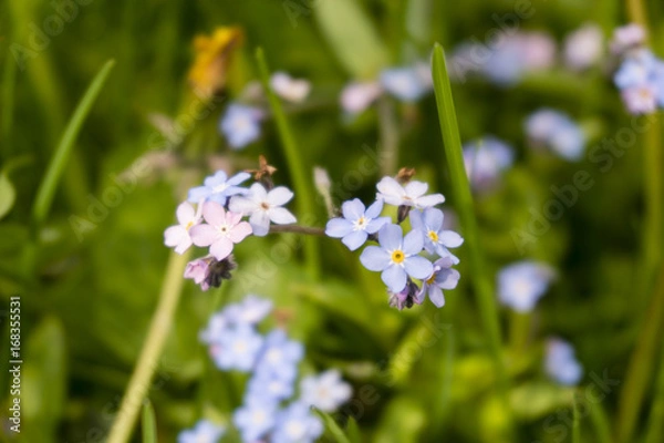 Obraz Meadow Flowers