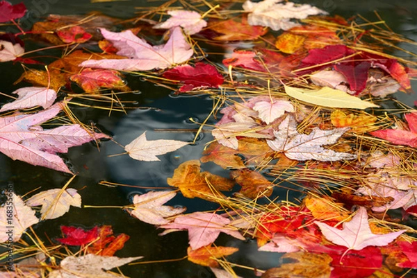 Fototapeta Autumn Pond with Maple Leaves and Pine Needles. A colorful autumn image of leaves and pine needles floating on a pond


