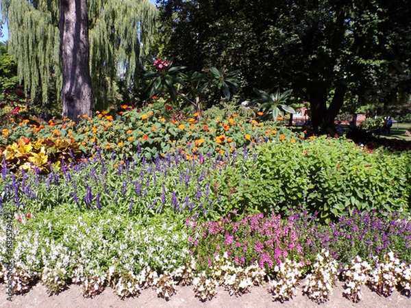 Obraz Flower bed in the park