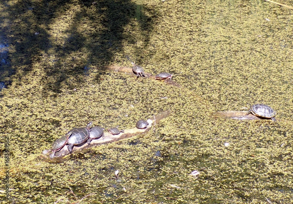 Obraz Turtles sitting on trunk in the pond