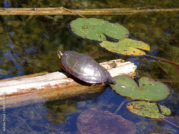 Obraz Turtle sitting on trunk in the pond