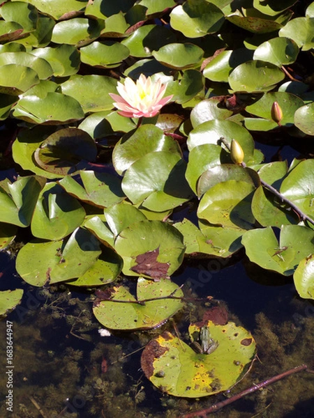 Obraz Frog sitting on leaf in the pond